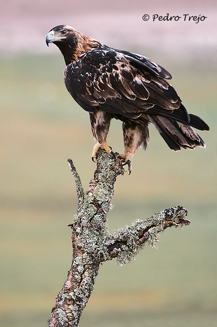 Águila imperial Ibérica (Aquila adalberti)